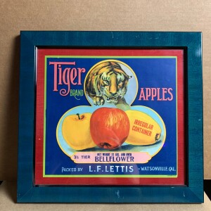 Tiger Apples (1930-50's) 13 x 14 US Avertising Labels x13