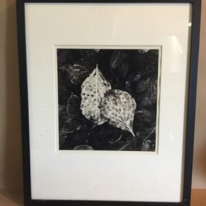Leaves - Artist Unknown US Photo - Framed
